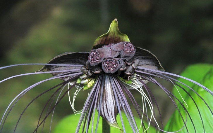Flor Bat Negro