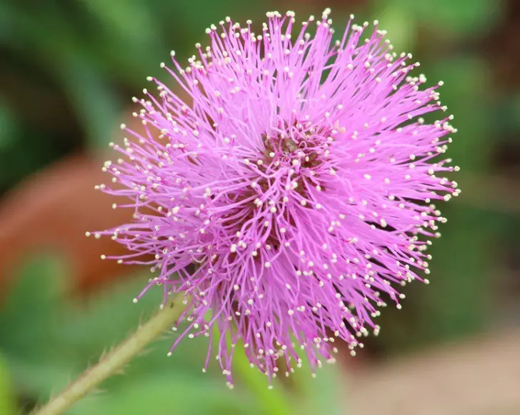 Planta Sensible (Mimosa Pudica)