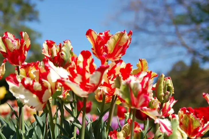 tulipanes del loro